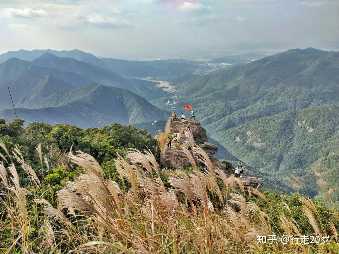 行走20歲東莞銀瓶嘴惠陽白雲嶂看漫山金色芒草蕩