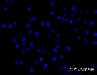 细胞骨架染色神器——鬼笔环肽! - 知乎