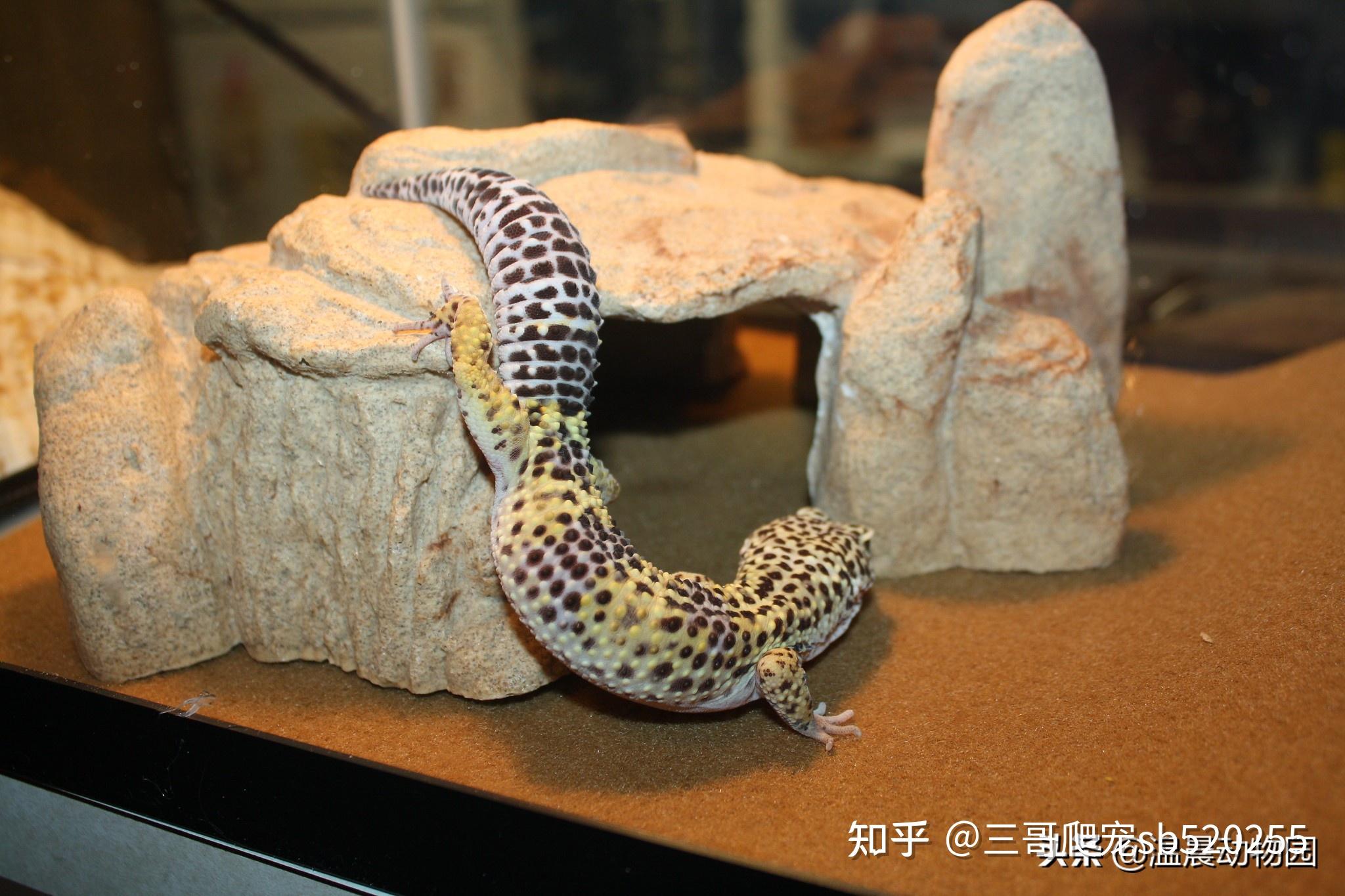 守宫好养吗？饲养之前你要先了解这些 - 知乎