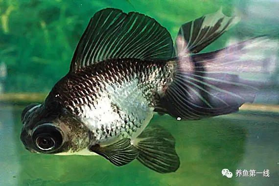 虎头龙睛球26凤尾龙睛27花高头灯泡眼龙睛28红珍珠龙睛29墨珍珠龙睛30