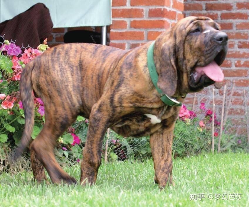 巴西獒犬体形大且有攻击性是凶猛的品种