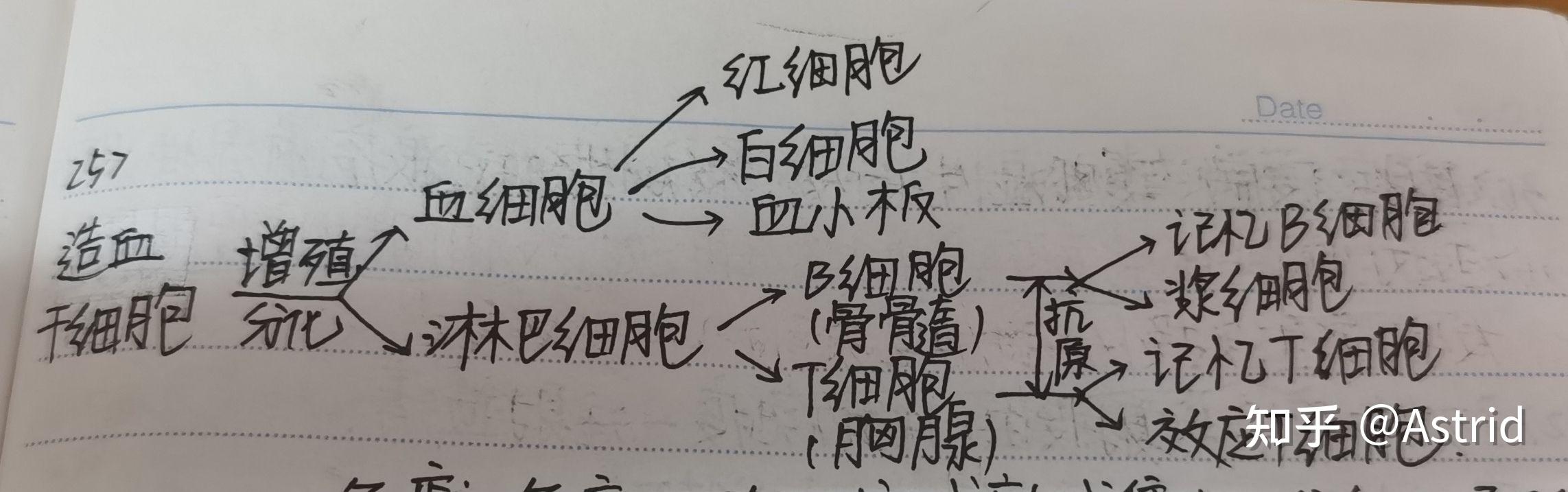 造血幹細胞的增殖分化這個圖解方便記憶,十分重要的哦免疫系統的組成