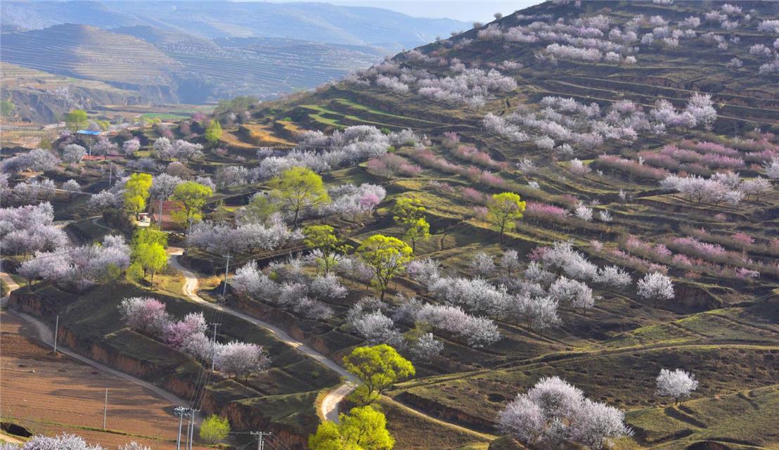 云端赏花宁夏彭阳将举办网络山花节