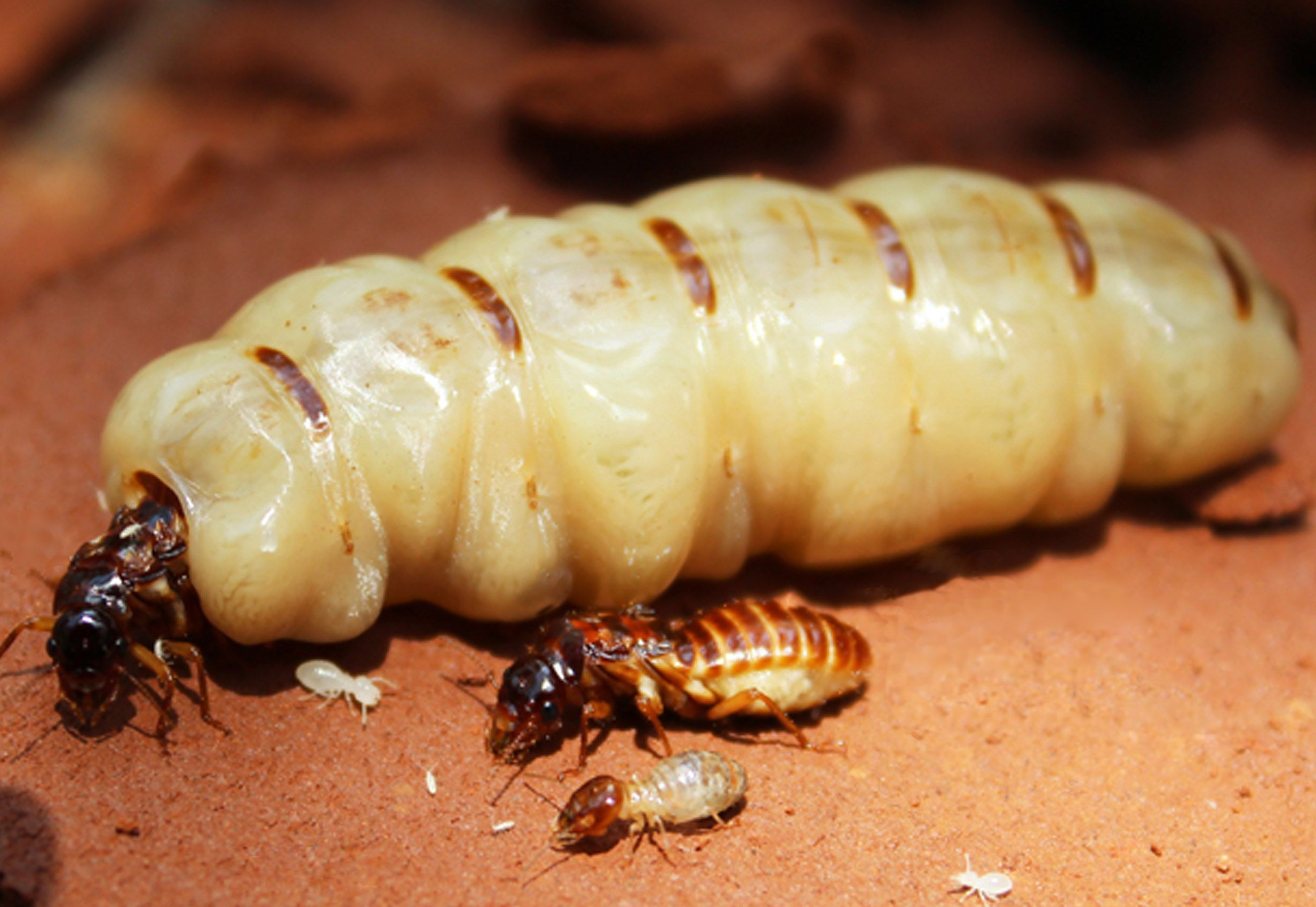 微距最小的蚂蚁，，，，切叶蚁。。。。。。|摄影|生态|深圳瓜哥 - 原创作品 - 站酷 (ZCOOL)