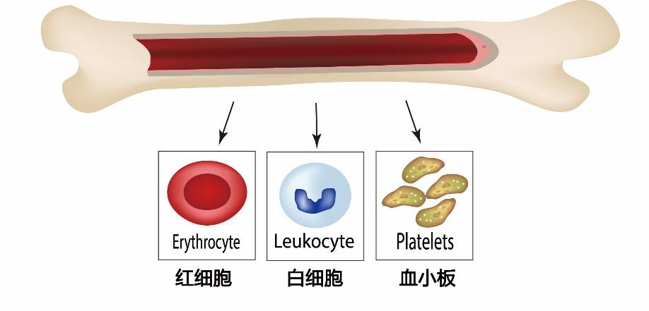 别再问什么是血小板！一文读懂 - 知乎