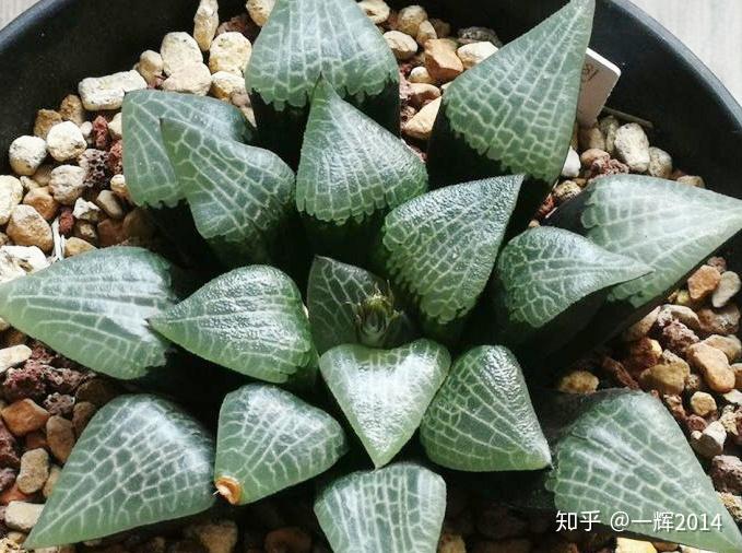 纹路多变的贝叶寿