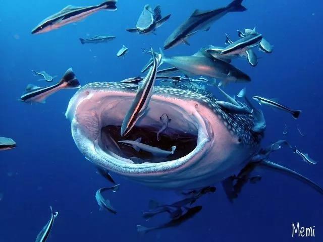 哪儿能看到鲸鲨