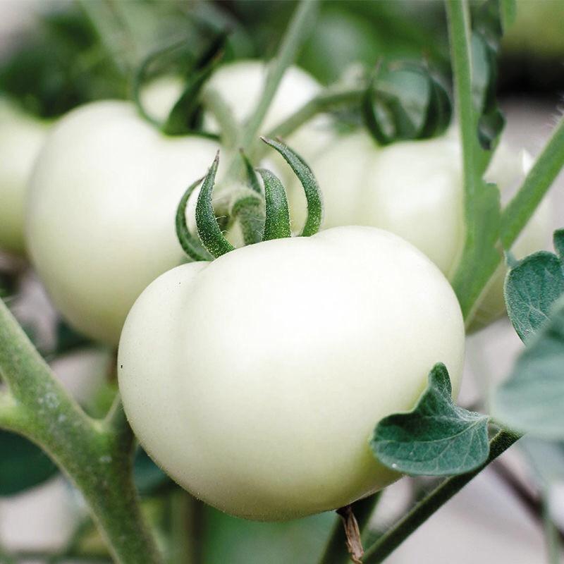 白番茄拥有卓越的美白效果你知道吗