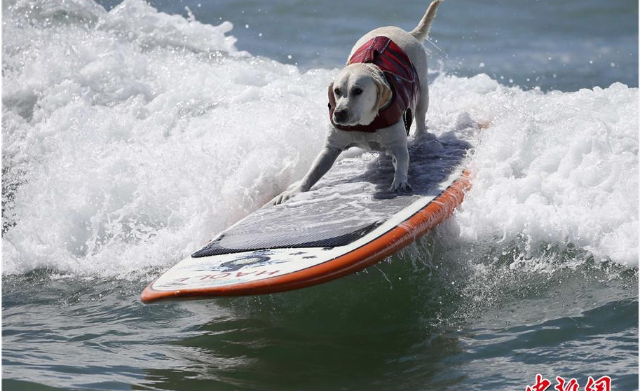 muddy dog | 泥狗挑战赛,跑完狗狗就像被换了一只