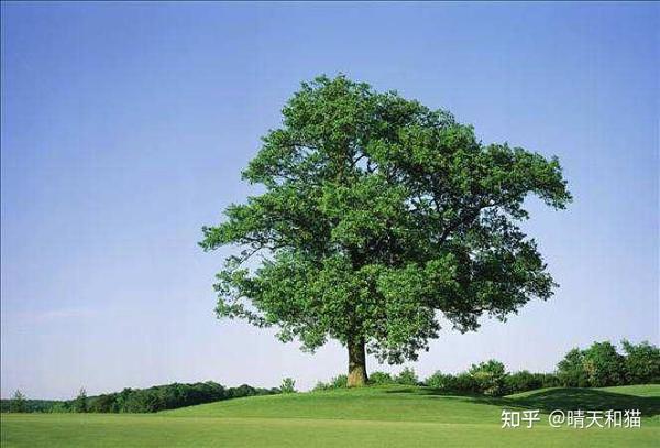 橡树创新:橡树代表着什么寓意? - 知乎