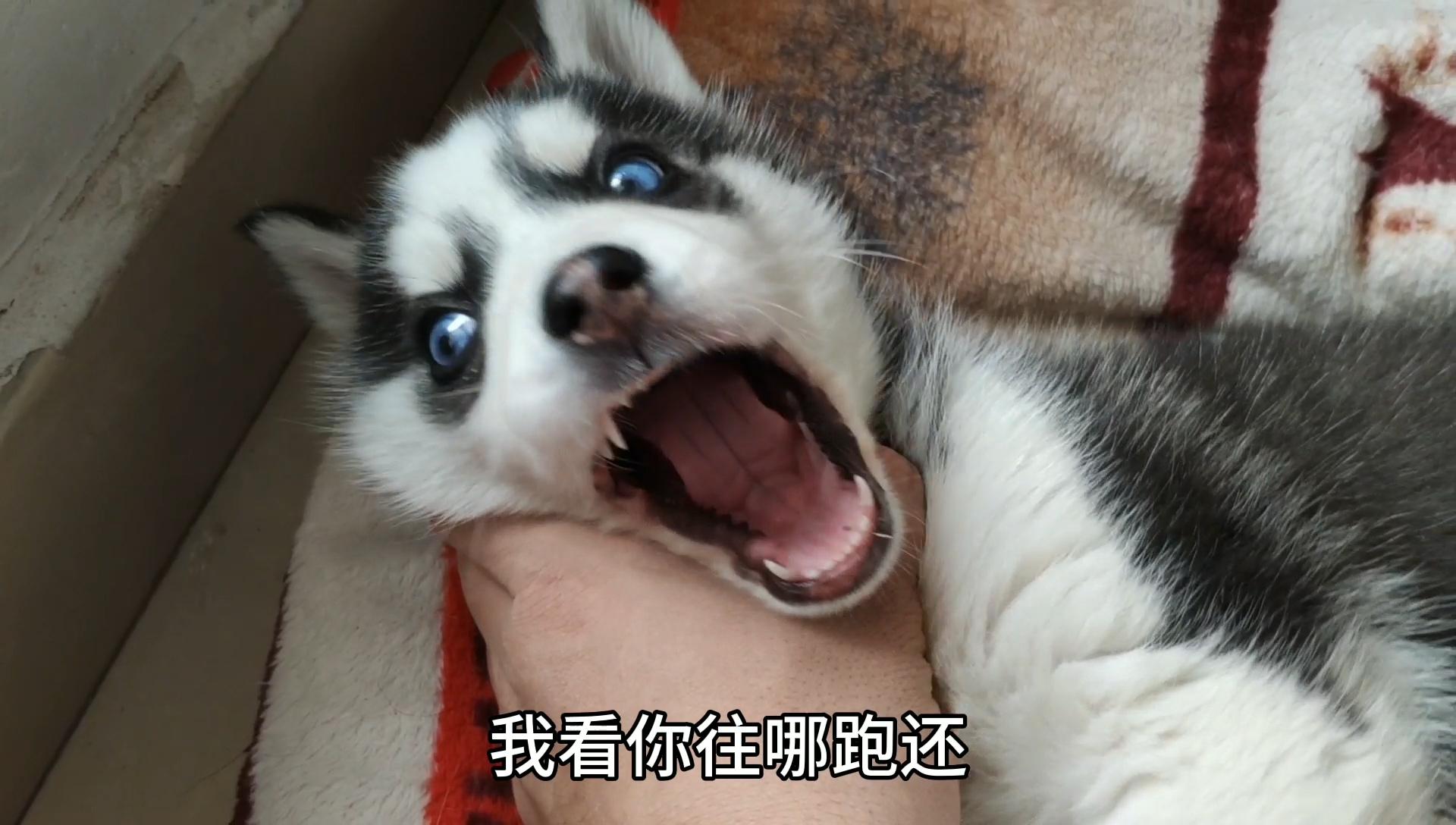 男子不小心坐到了二哈的狗头气的二哈直接骂主人真逗