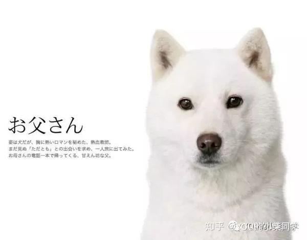 白色柴犬是正宗柴犬吗?价格贵吗? - 知乎