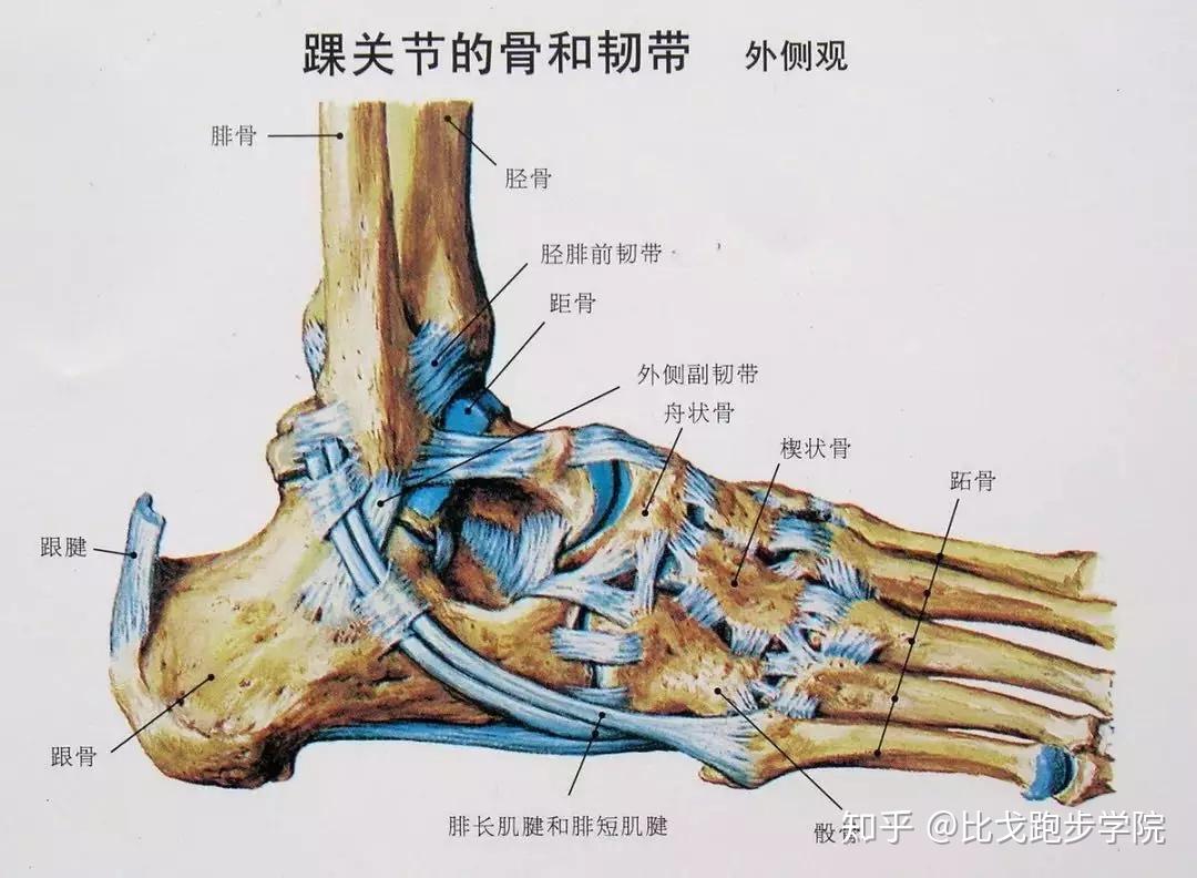 图84 足的韧带-人体解剖组织学-医学