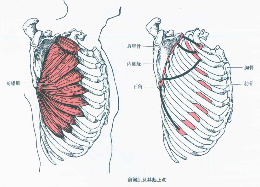 圆盘胸无钢圈内衣推荐？ - 知乎