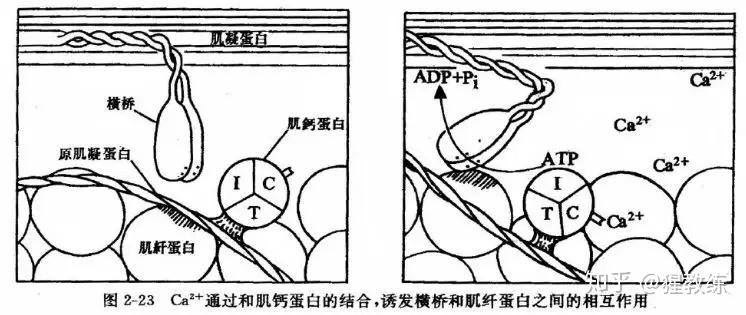 肌丝滑行学说表明,当它们从中枢神经系统接收到收缩的信号时,重叠的肌