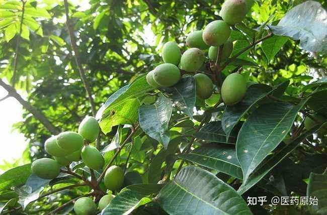 青果 - 知乎