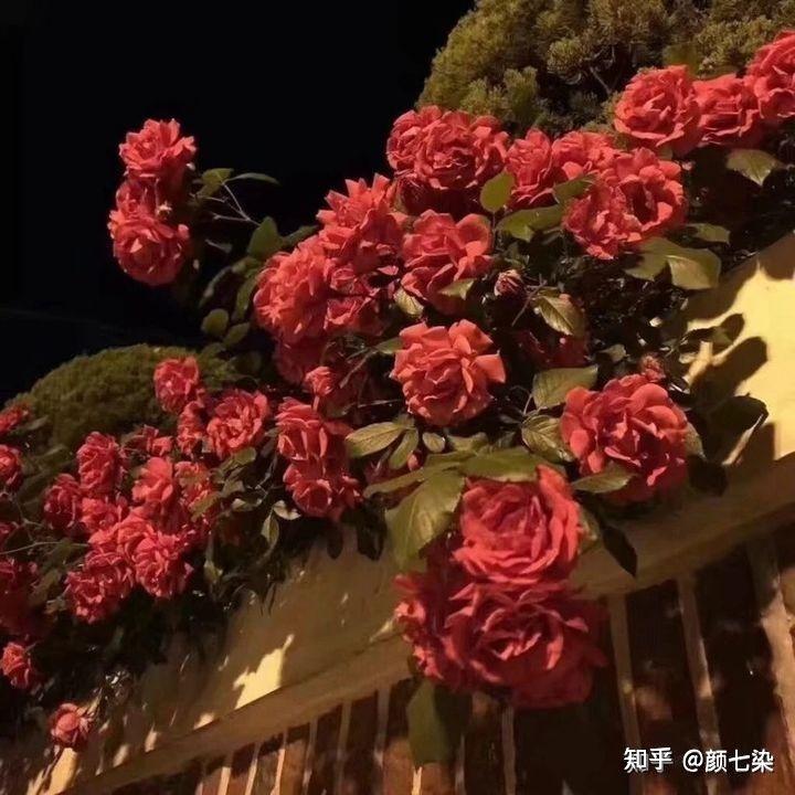 那些很惊艳的原耽语录|玫瑰到了花期,我很想你