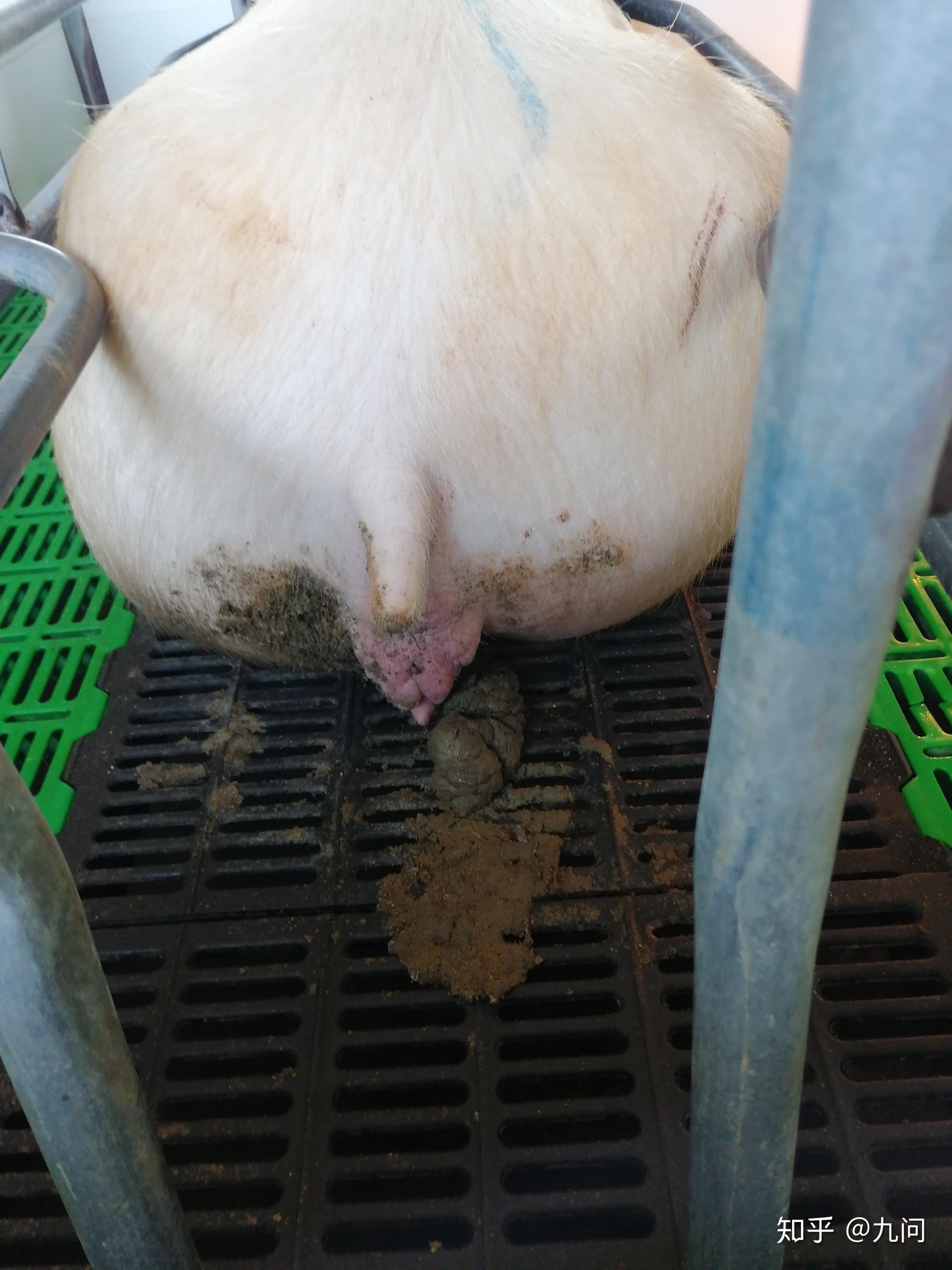母猪流豆腐渣液体图片图片