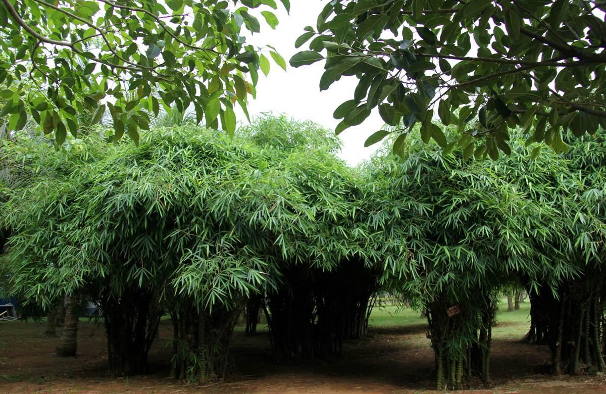 罗汉竹,它的枝叶四季长青,与一般的竹子有很大的区别,它有较细的竹节