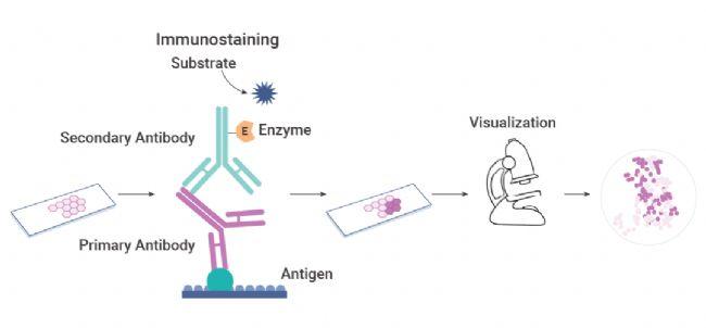 实验操作 | 免疫组化 (IHC) 操作步骤 + 注意事项! | MedChemExpress (MCE) - 知乎