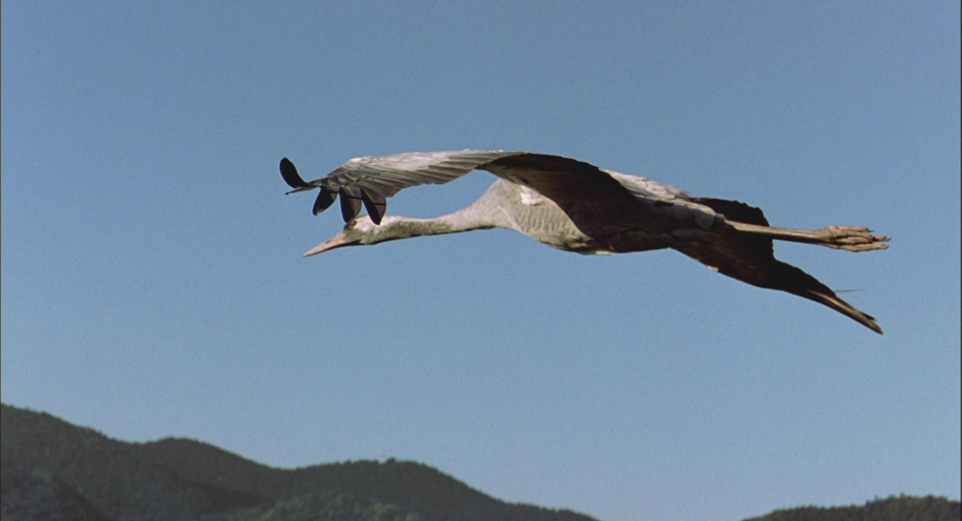 法国纪录片《迁徙的鸟》里面都有哪些鸟儿?