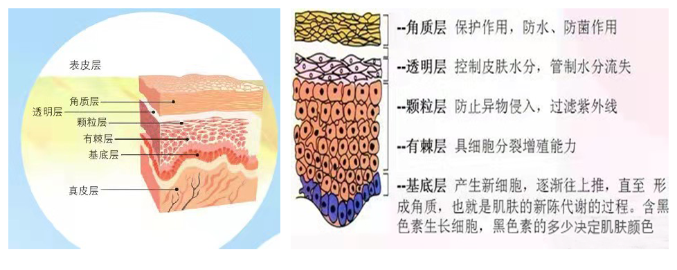 解決皮膚衰老問題從認識皮膚結構開始