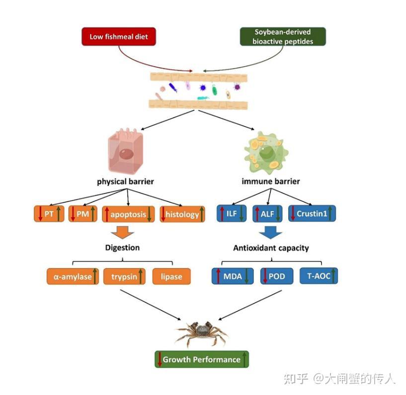 淡水中心在中华绒螯蟹功能性添加剂开发研究上取得新进展 知乎 