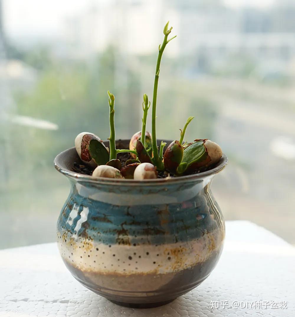 diy种子盆栽#菠萝蜜种子盆栽 - 知乎