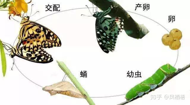 二,蕨类植物与昆虫的协同进化
