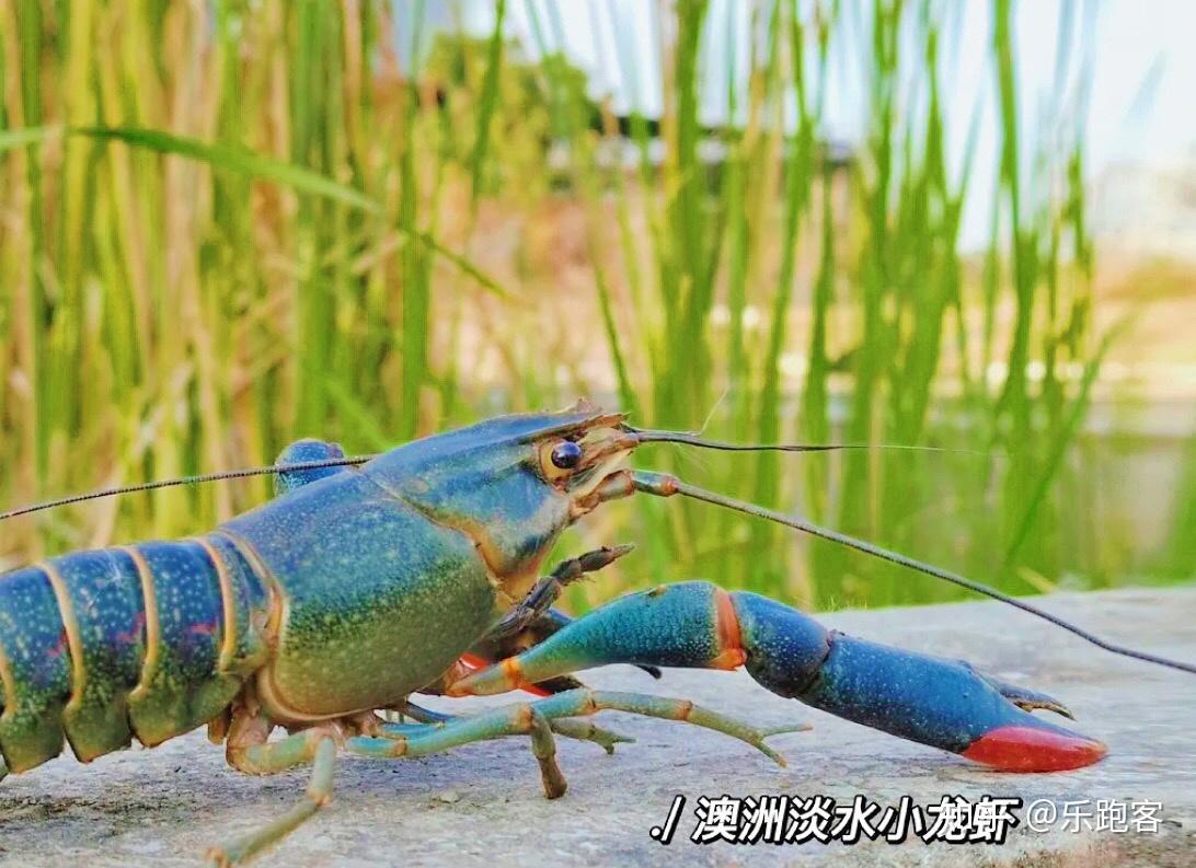 一個400多畝的澳洲淡水龍蝦養殖休閒營地顧名思義,這個營地的特點就是