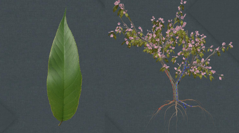 【小学科学】你知道这些植物叶子的形状吗? - 知乎