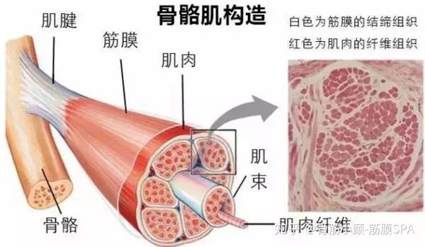 体态问题不仅仅是形象问题 也是健康问题 知乎