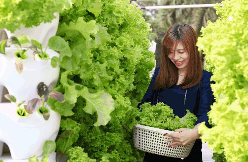 越来越火的无土栽培究竟是什么呢 知乎
