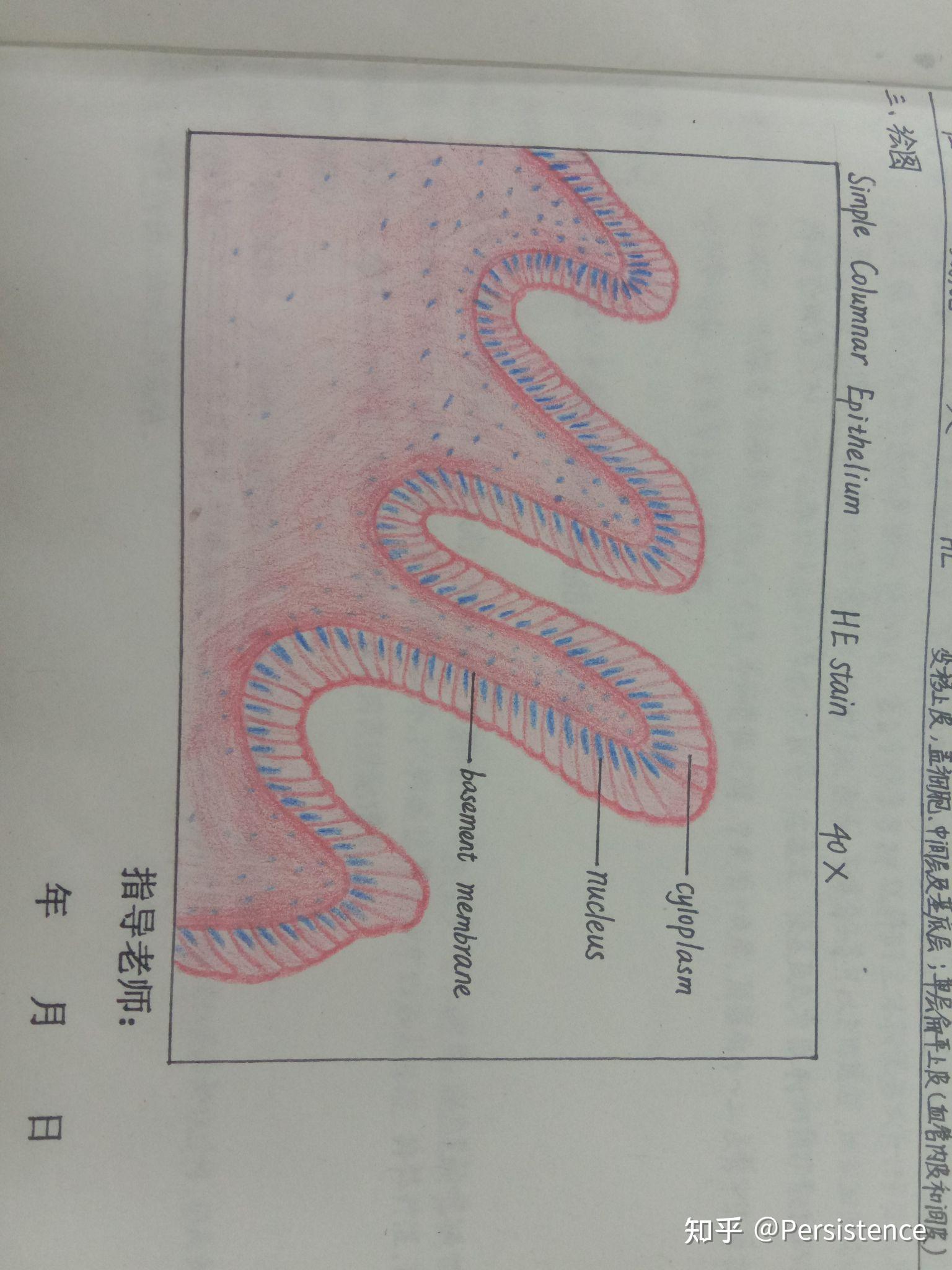 医学生组胚红蓝铅笔手绘图