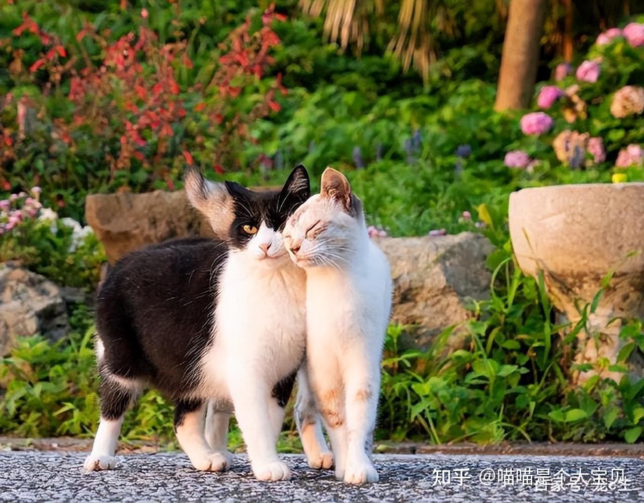 养“公猫”与“母猫”的区别,过来人告诉你,很真实 - 知乎
