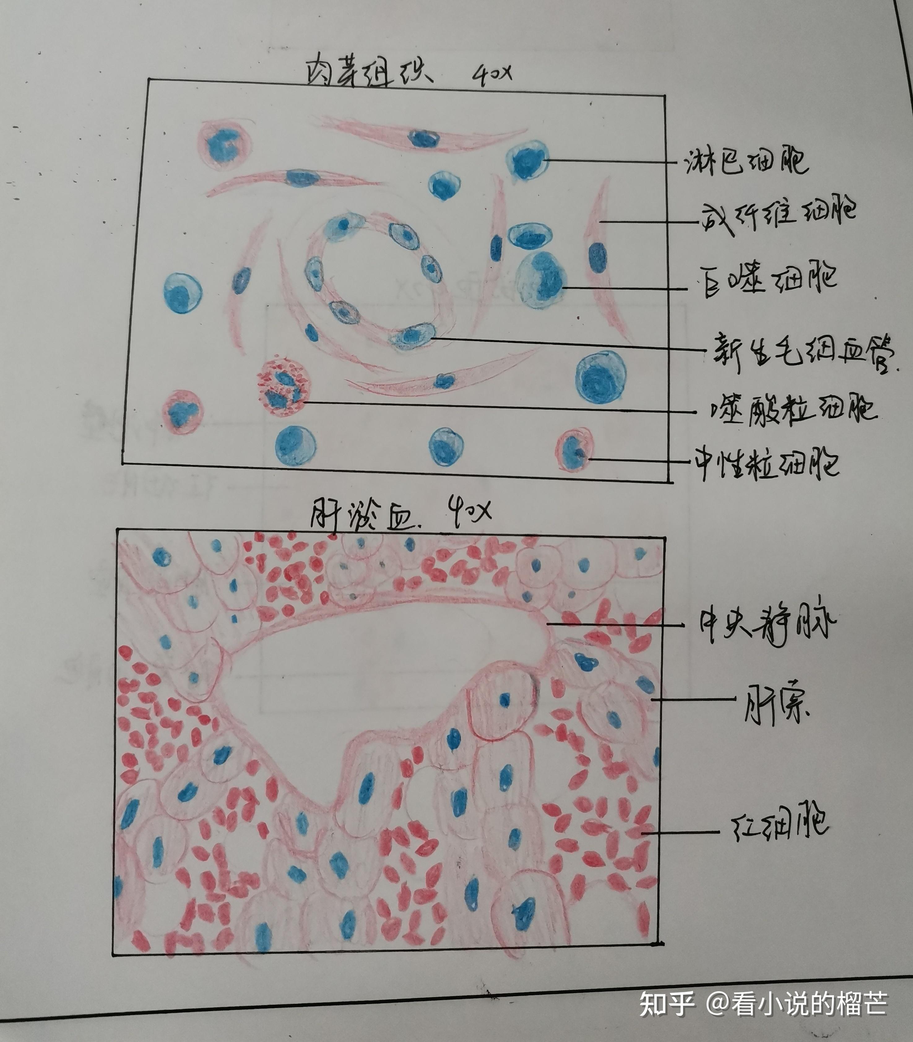 荚膜红蓝铅笔绘图图片