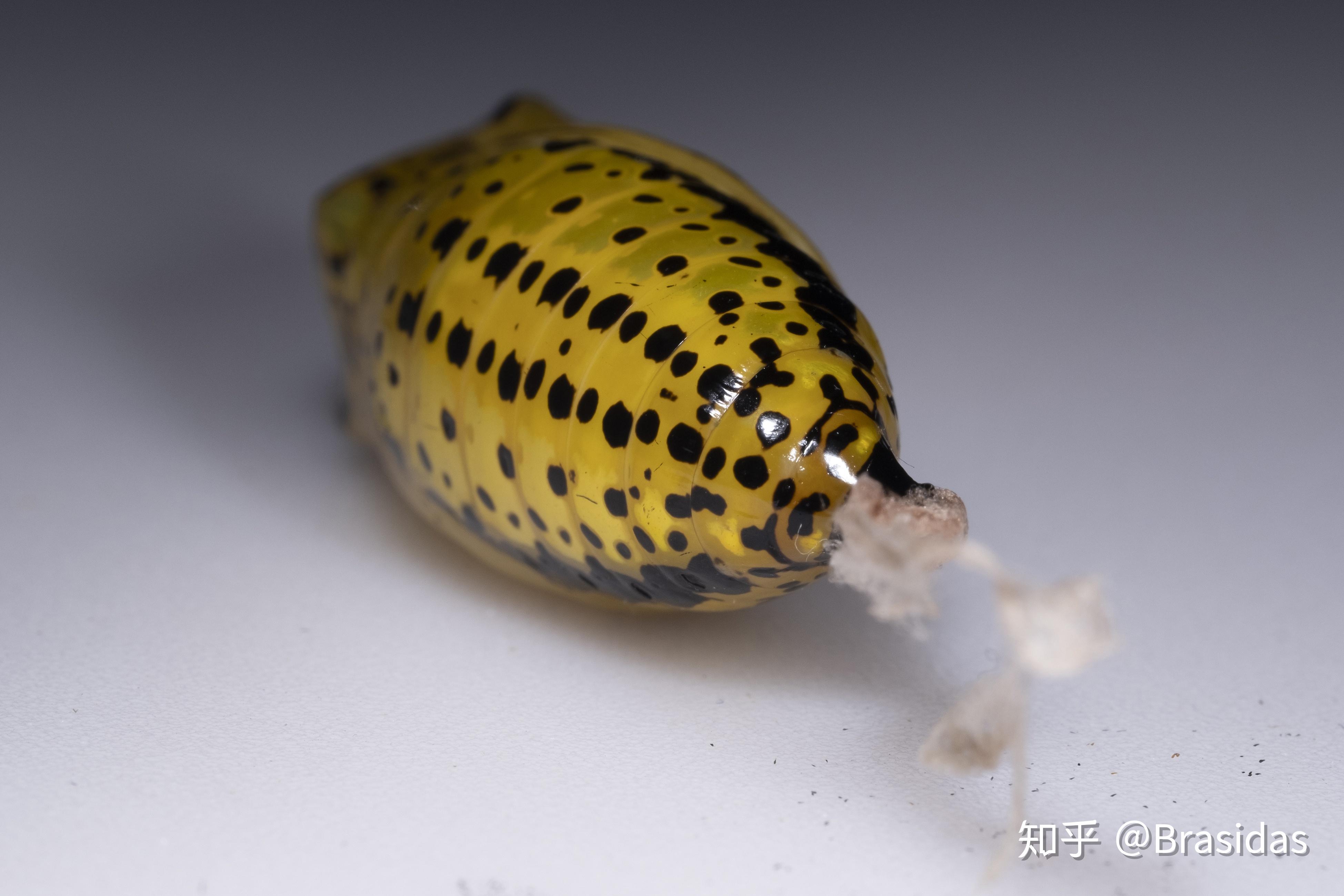 微距练习-大帛斑蝶蛹