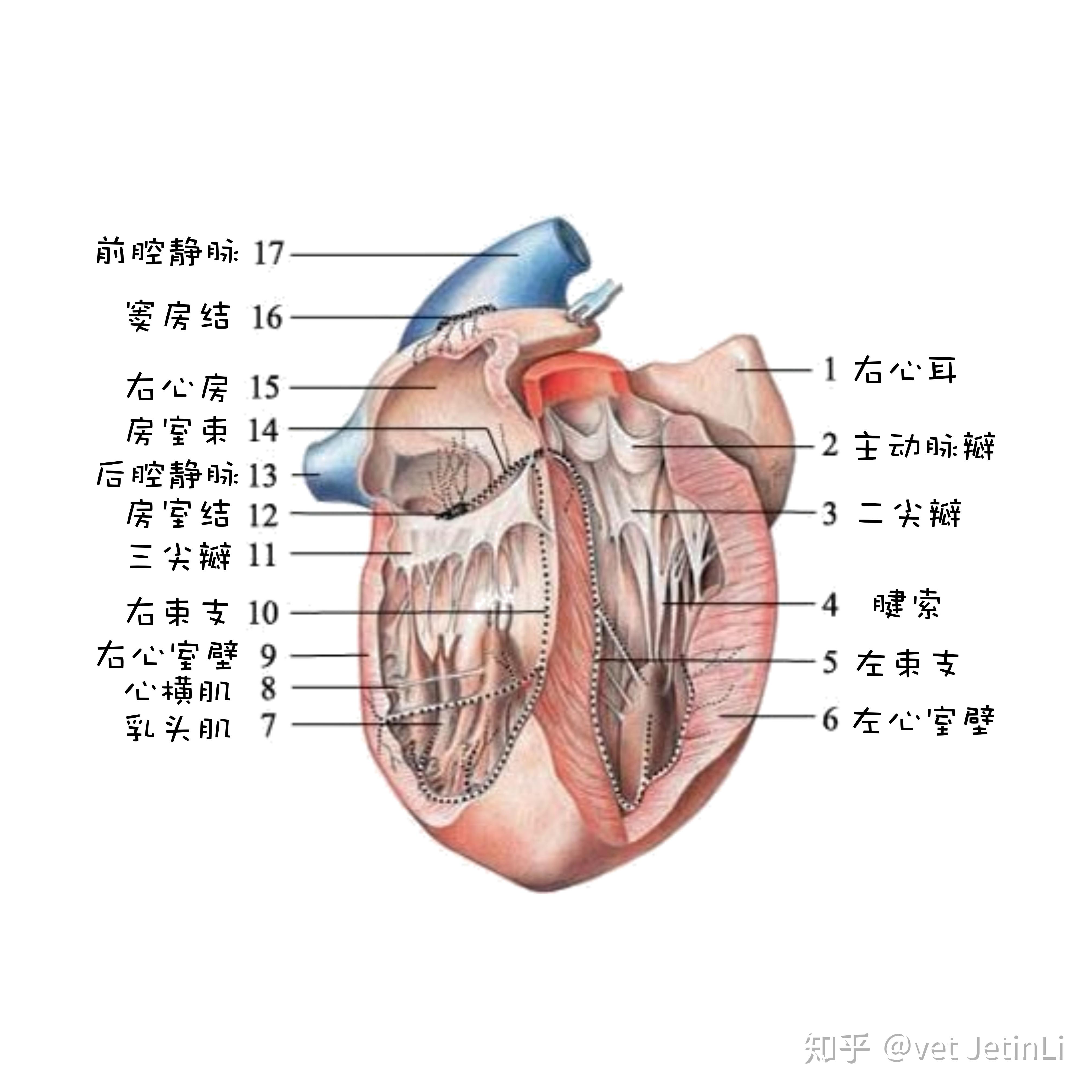 心脏的解剖