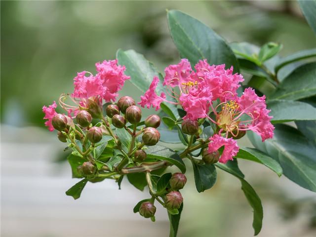 7月紫薇花花開正好但是紫薇樹最怕癢是怎麼回事