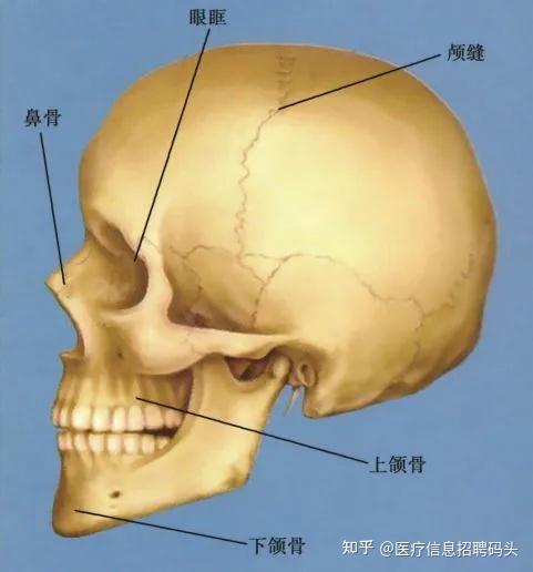 头骨缝隙图图片