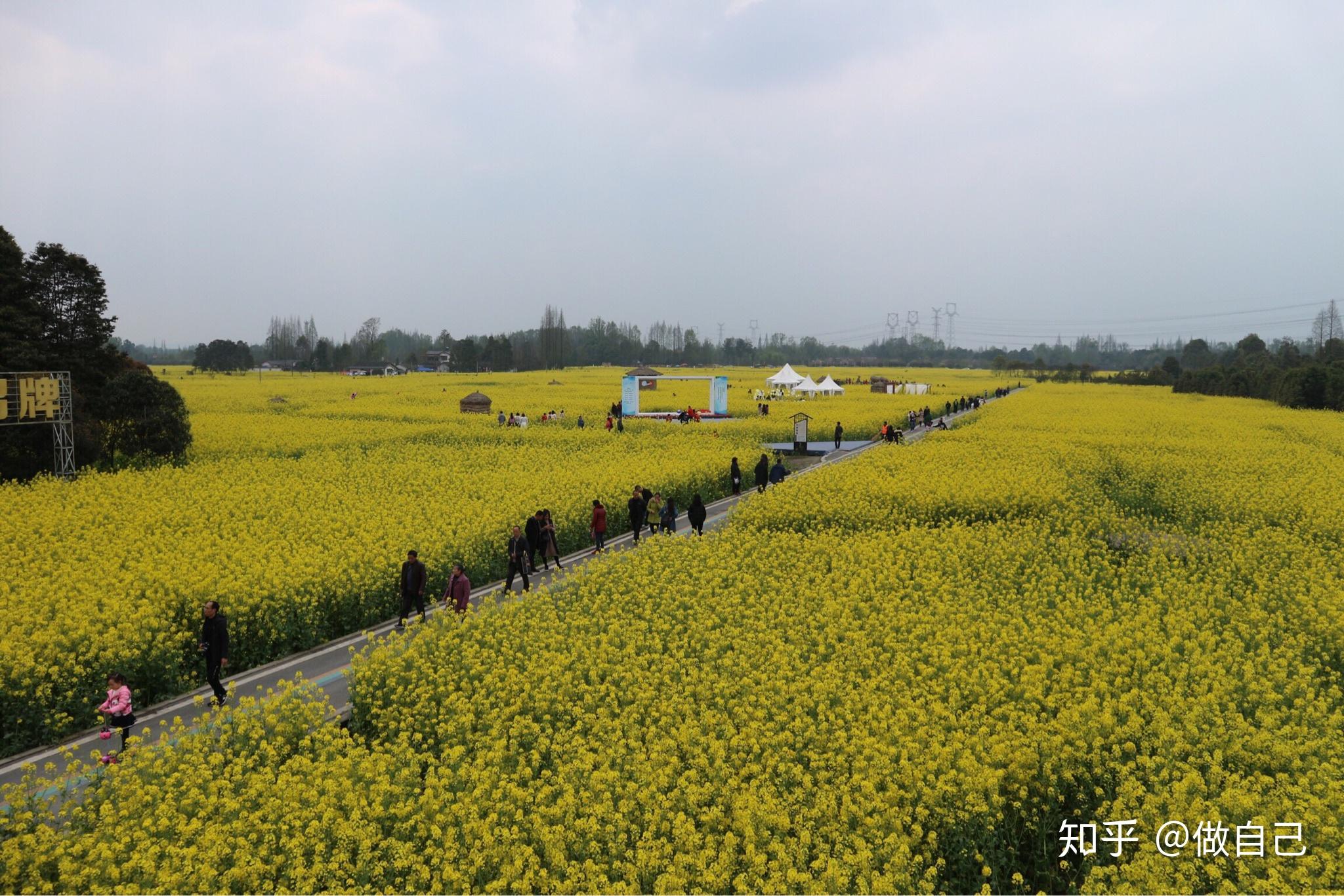 号称中国最美乡村公路成都崇州重庆路油菜花花