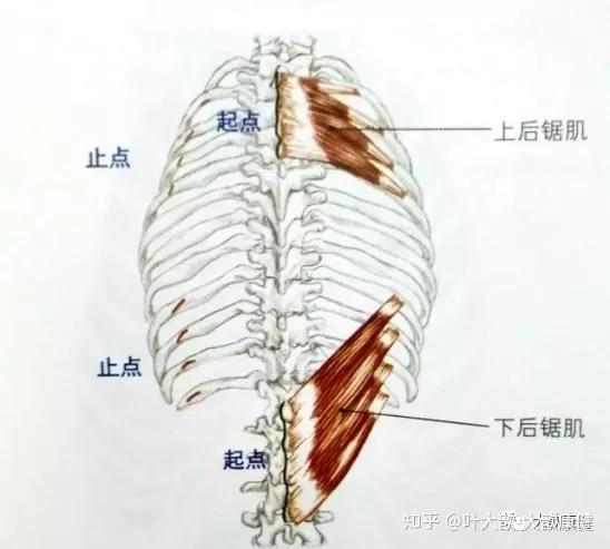 两肩胛骨喙突内侧缘图片