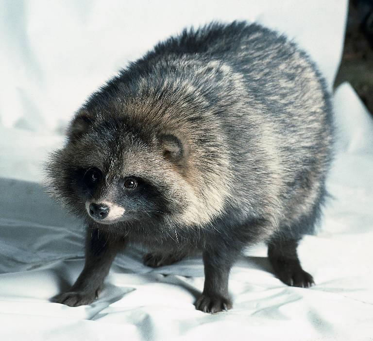 从哆啦A梦说起:狸猫、貉子、浣熊与红熊猫 - 知乎