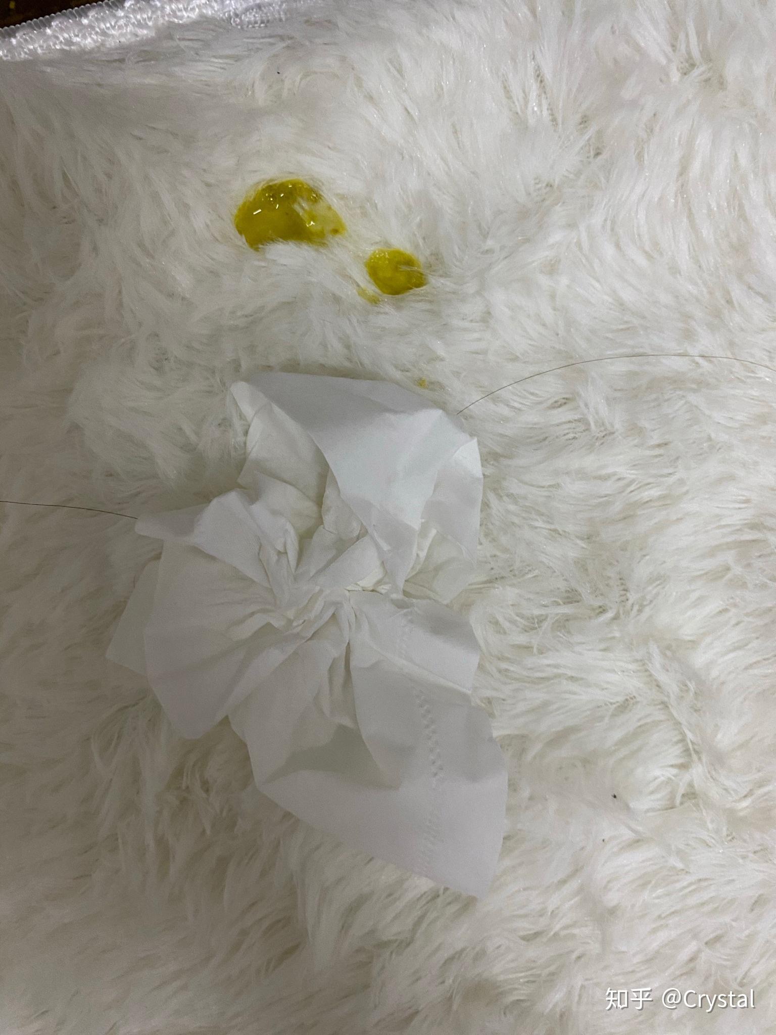 两个月小猫得了猫瘟 猫冠状治疗情况分享 - 知乎