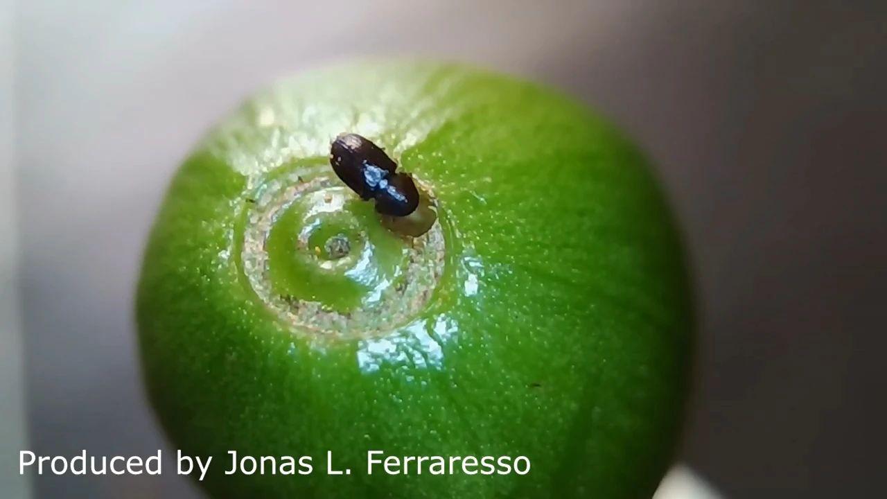 我突然想起来咖啡果小蠹(hypothenemus hampei)这个玩意儿!