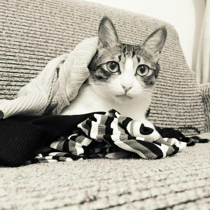 云养猫是什么样的体验?