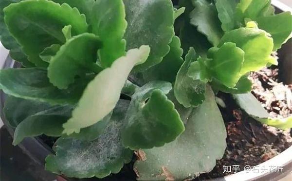 长寿花叶子黏糊糊 长白粉 用上1种药 2个方法 个个叶子绿 长寿花叶子有白粉病 Urpimp网