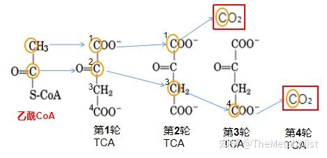 華麗變身(丙酮酸脫羧加高能鍵--變成乙酰coa)丙酮酸在有氧狀態下通過