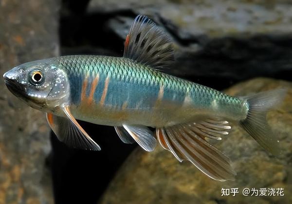 十大常见原生鱼 原生观赏鱼都有哪些 十大原生观赏鱼盘点 - 知乎