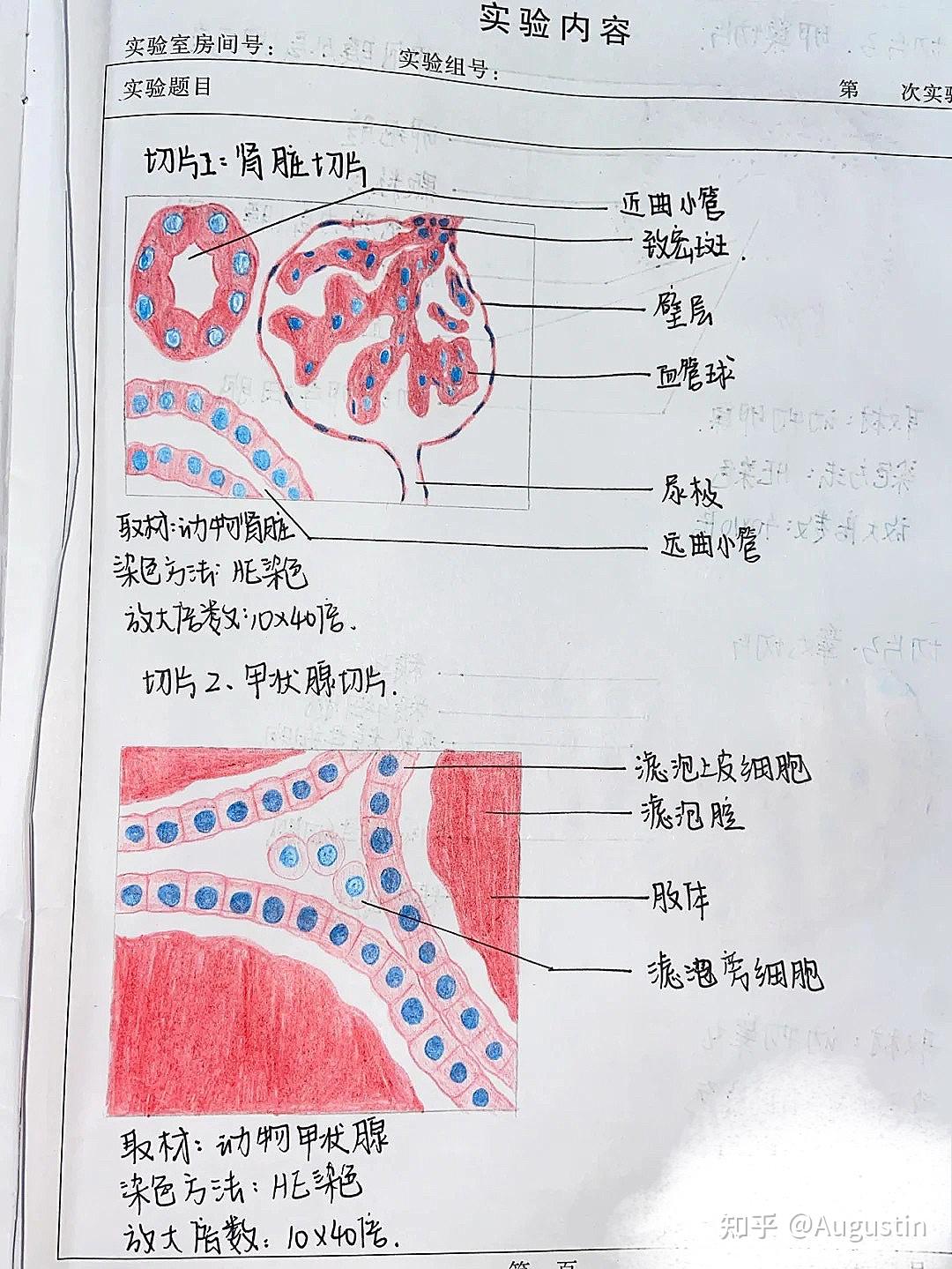 记录下俺的组织学与胚胎学红蓝铅笔手绘图 